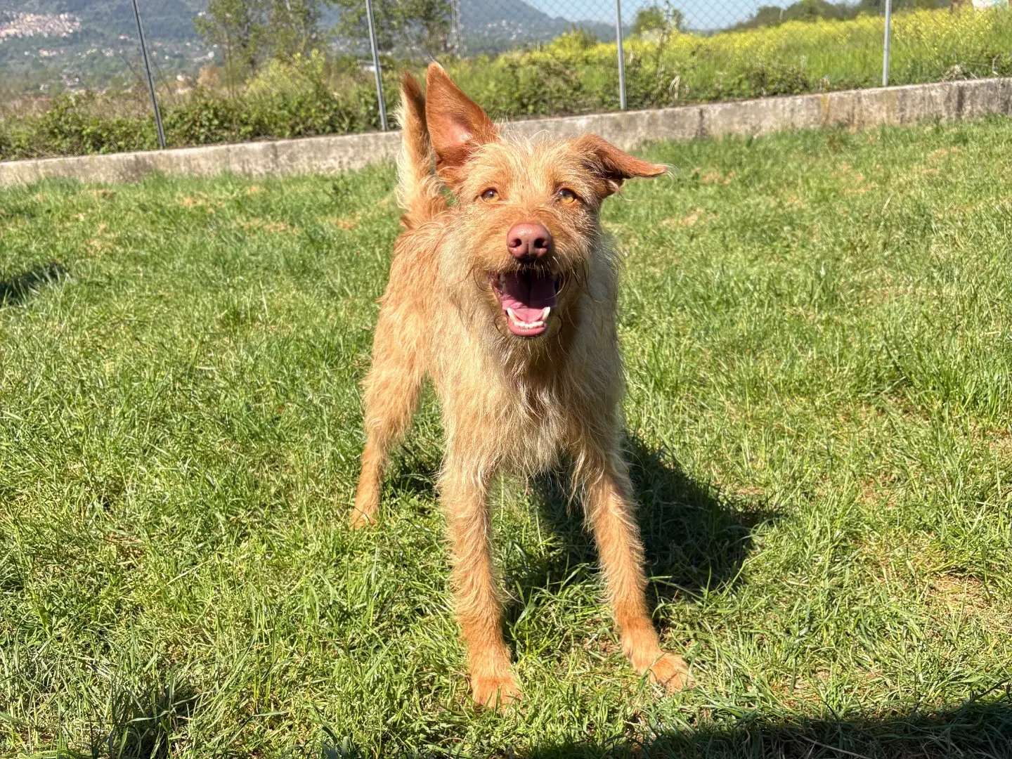 Adotta un cane, taglia piccola, maschio, Frosinone