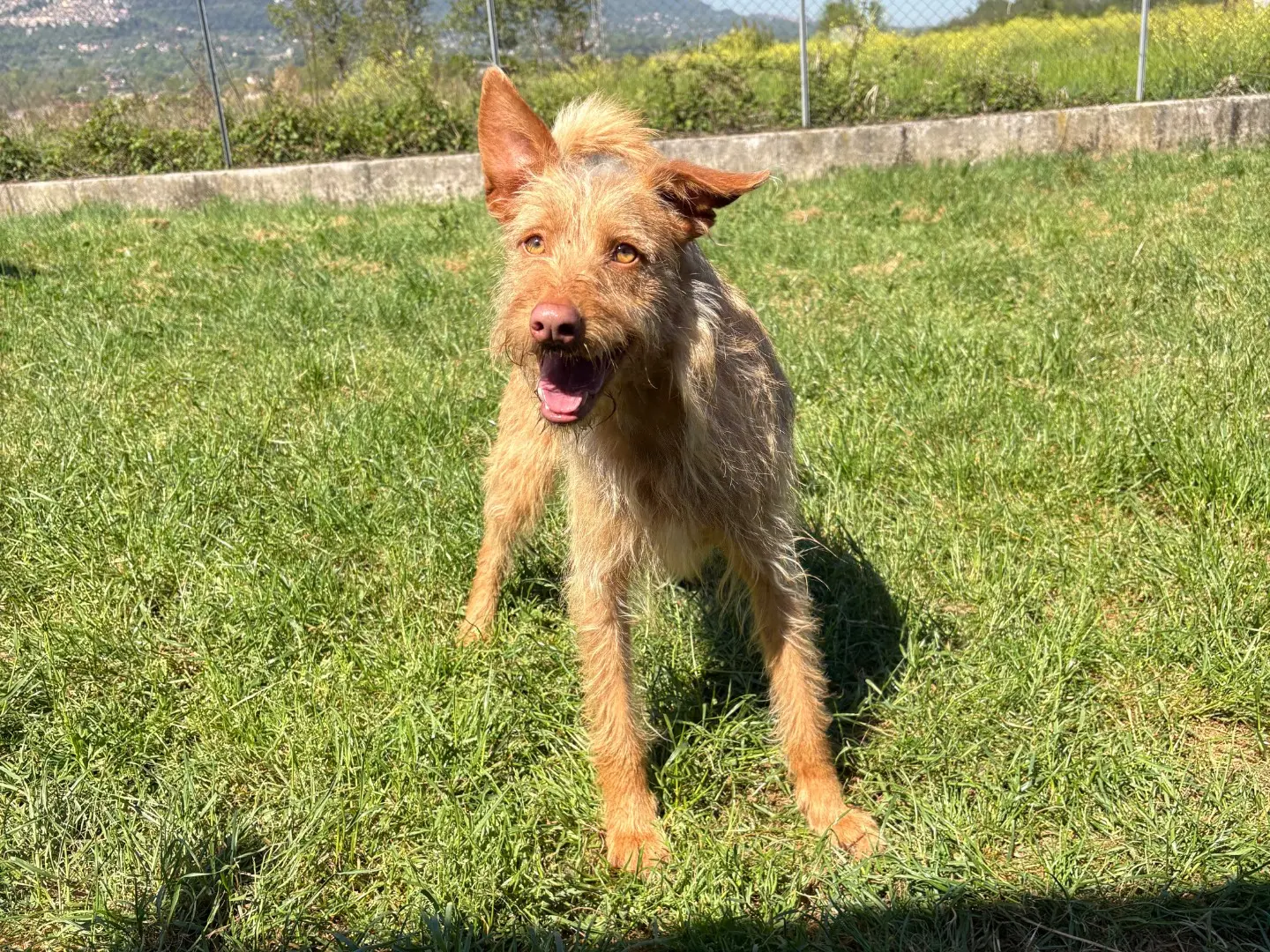 Vuoi adottare un cane a Frosinone?