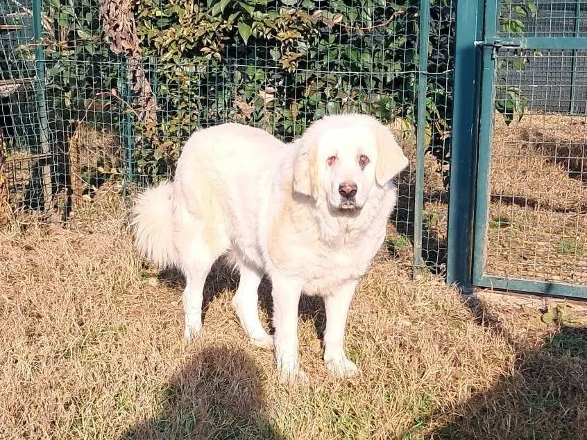 Adotta un cane, femmina, 3 anni e 9 mesi, Mantova