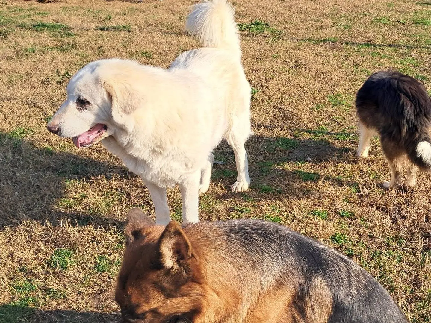Adotta un cane, taglia grande, femmina, Mantova