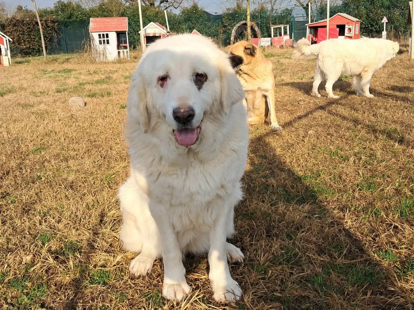 Adotta il cane VITA a Mantova