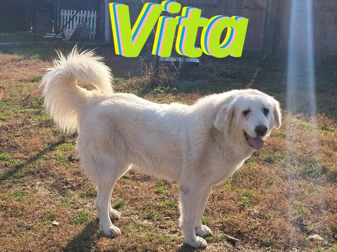 Adozione cane, femmina, Razza sconosciuta Razza sconosciuta, 3 anni e 9 mesi, taglia grande, Mantova