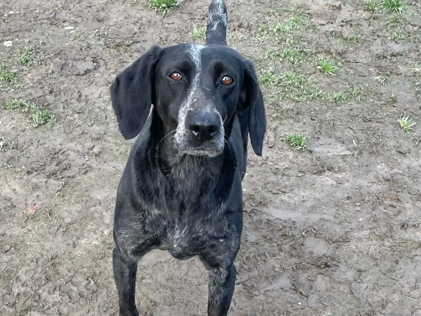 Adotta il cane Birba  a Milano