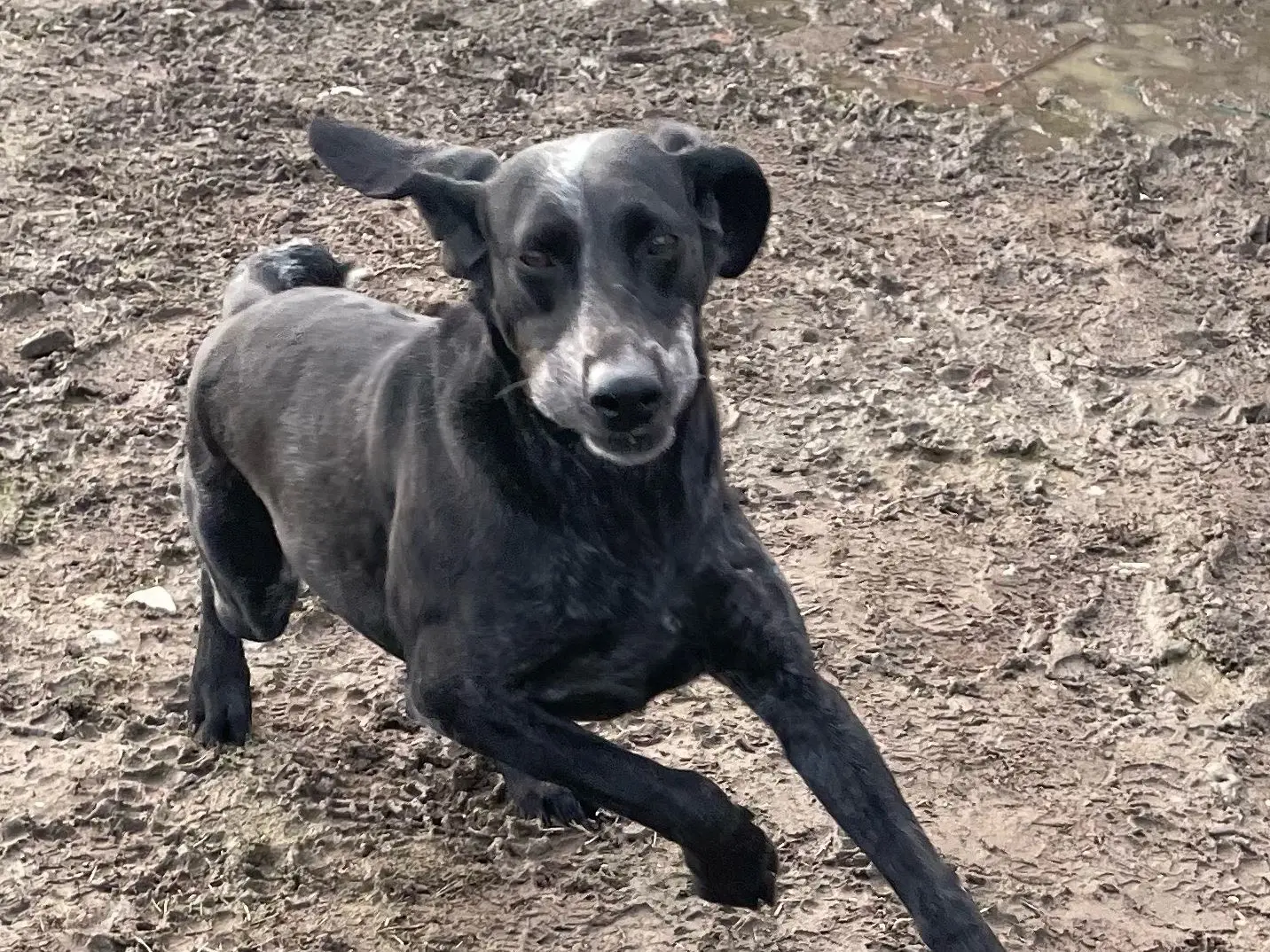 Vuoi adottare un cane a Milano?