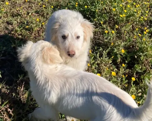 Adotta un cane, taglia grande, maschio, Sud