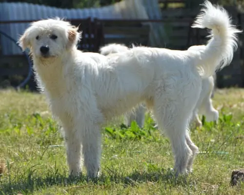 Adozione cane, maschio, meticcio, 4 anni e 11 mesi, taglia grande, Sud