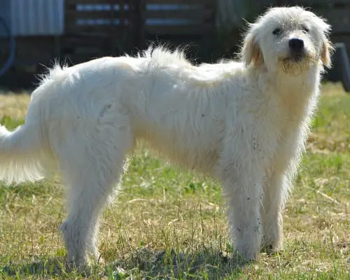 Vuoi adottare un cane a Sud?