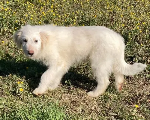 Adotta un cane, maschio, 4 anni e 11 mesi, Sud