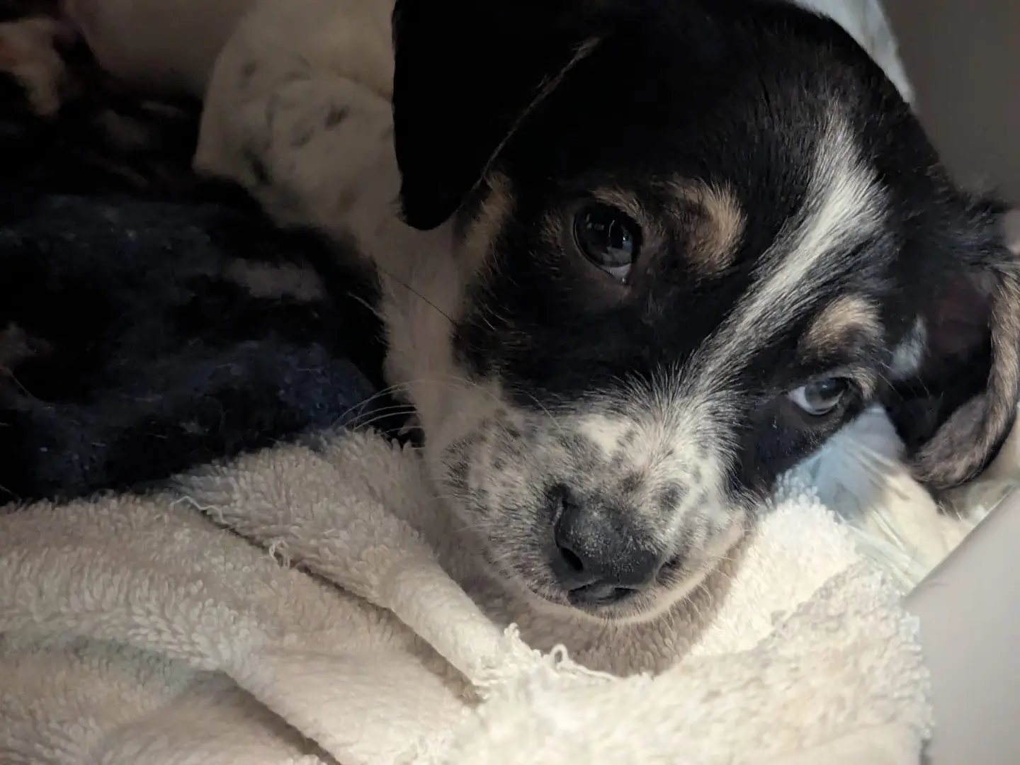 Adotta il cane BRENNO a Torino