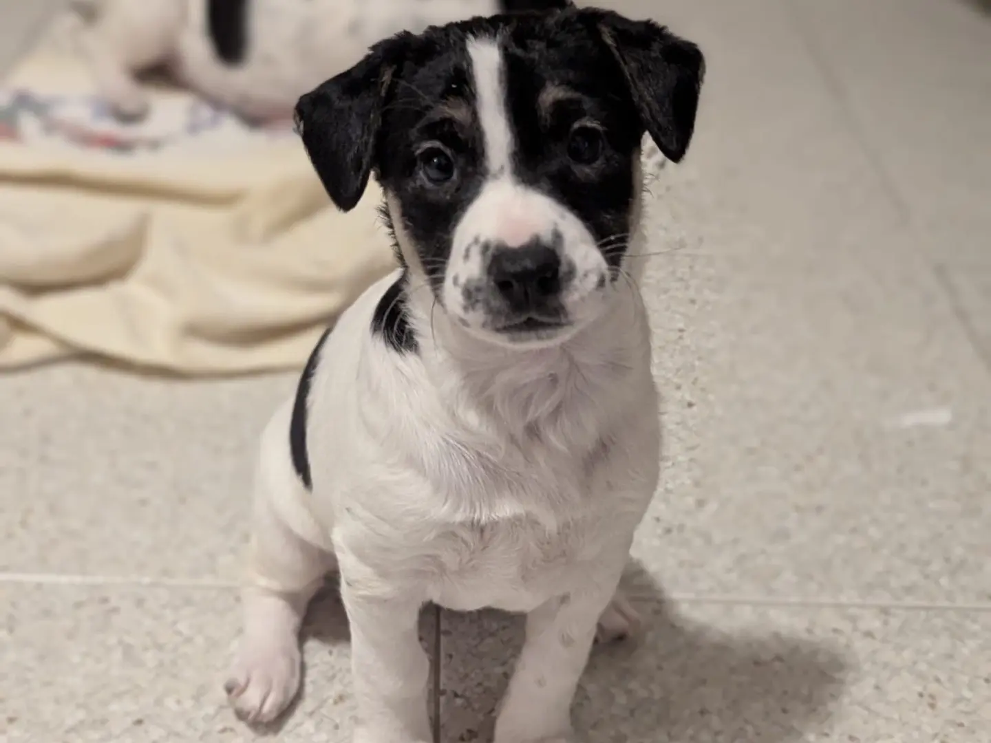 Adotta un cane, maschio, 1 mese, Torino