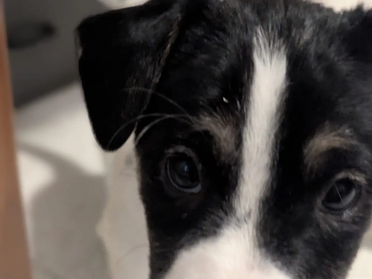 Adotta un cane, taglia media contenuta, maschio, Torino