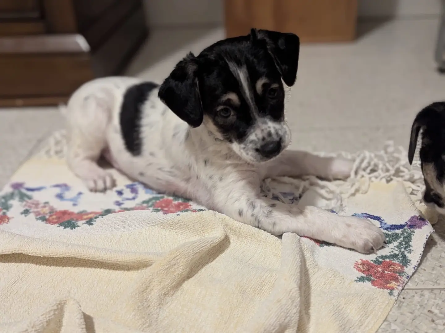 Adozione cane, maschio, Razza sconosciuta Razza sconosciuta, 1 mese, taglia media contenuta, Torino