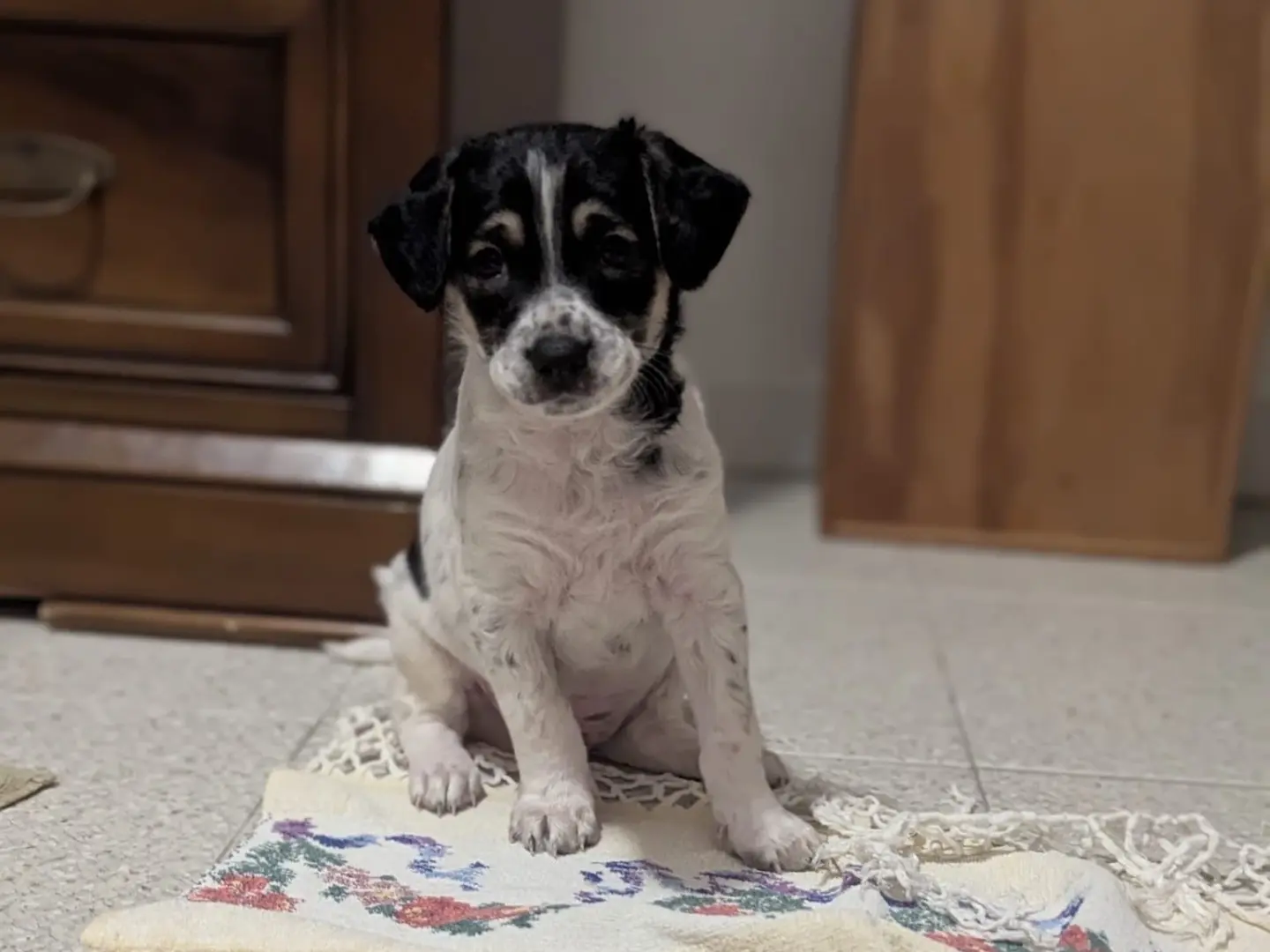 Vuoi adottare un cane a Torino?