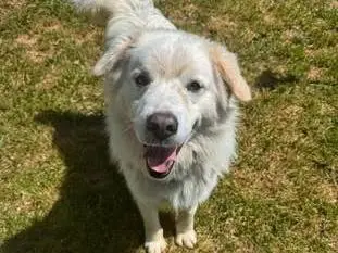 Adozione cane, maschio, Pastore maremmano Razza sconosciuta, 3 anni e 8 mesi, taglia grande, Genova