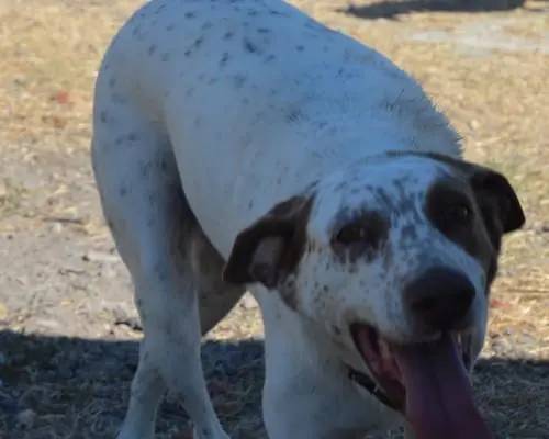 Adotta un cane, femmina, 10 anni e 9 mesi, Sud