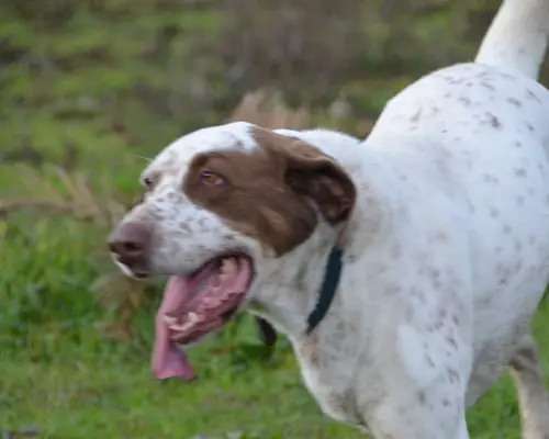 Adozione cane, femmina, meticcio, 10 anni e 9 mesi, taglia gigante, Sud