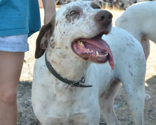 Adotta un cane, taglia gigante, femmina, Sud