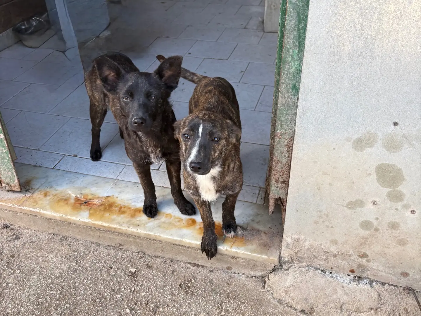 Foto 2 dell'animale