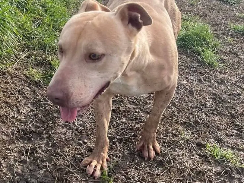 Vuoi adottare un cane a Latina?