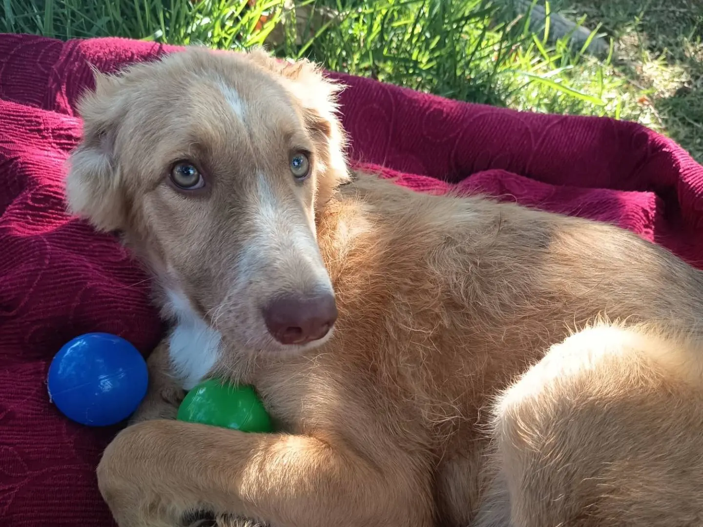 Adozione cane, maschio, Razza sconosciuta Razza sconosciuta, 7 mesi, taglia media, Siracusa