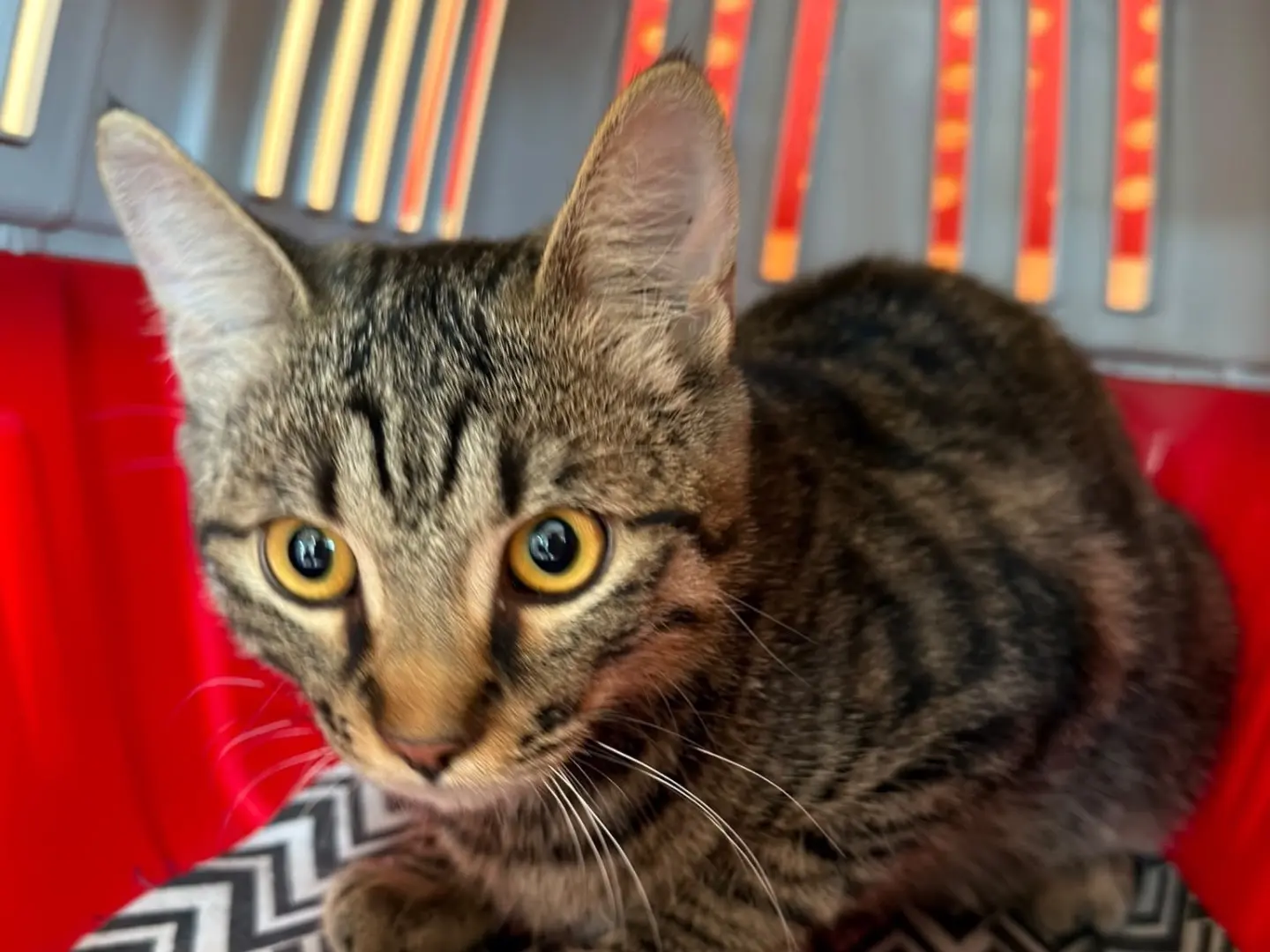 Adozione gatto, femmina, Razza sconosciuta Razza sconosciuta, 5 mesi, taglia non valida, Torino