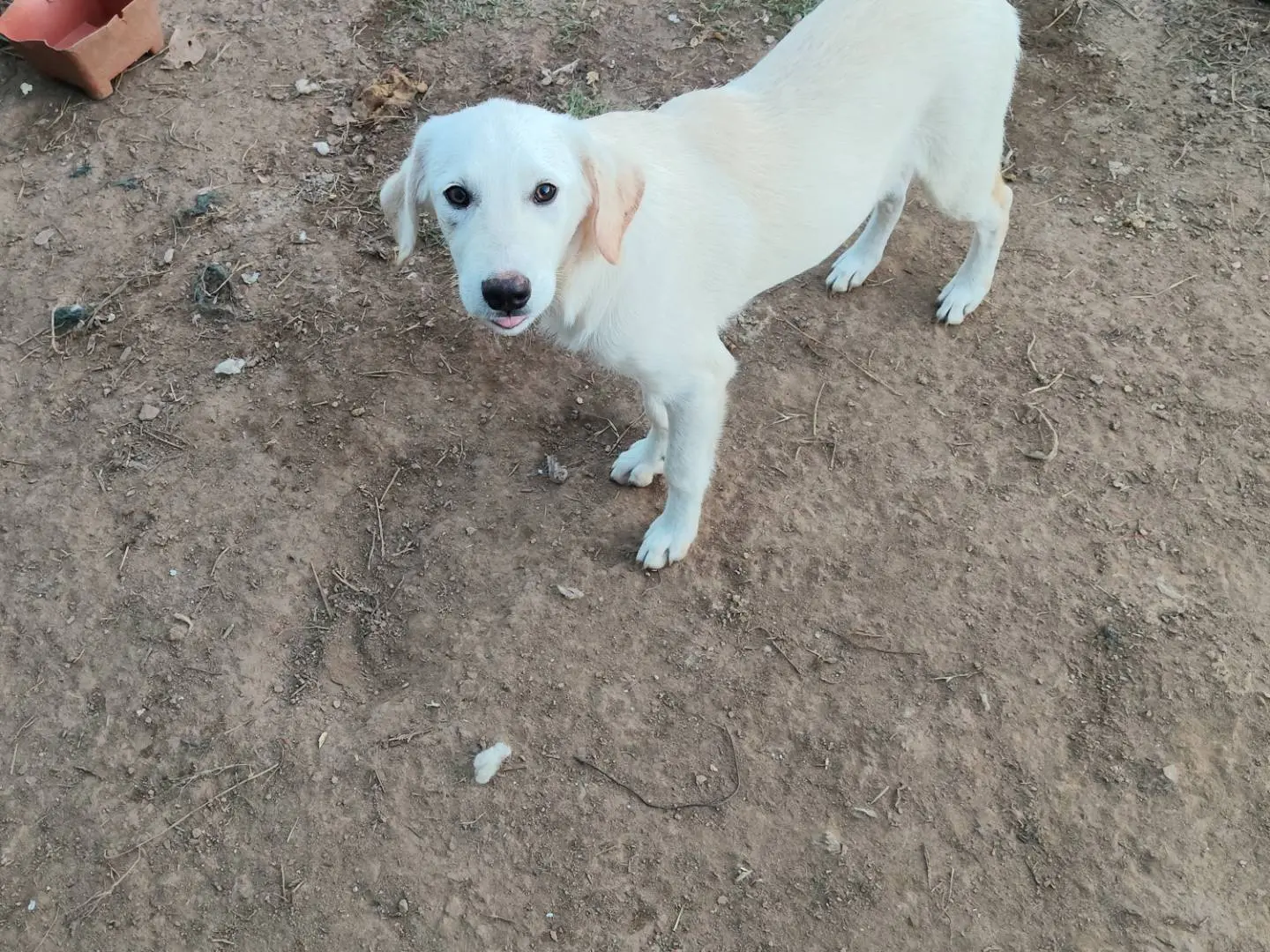 Adozione cane, femmina, Razza sconosciuta Razza sconosciuta, 5 mesi, taglia media, Catanzaro