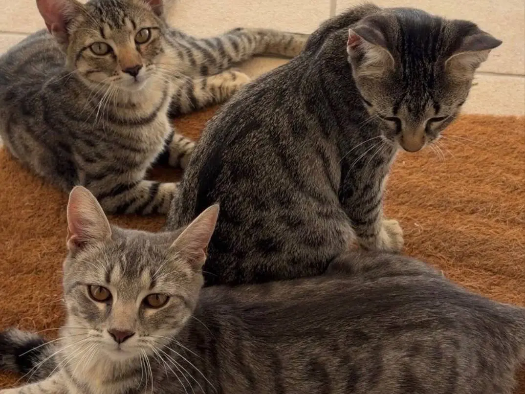 Adotta un gatto, taglia non valida, femmina, Matera