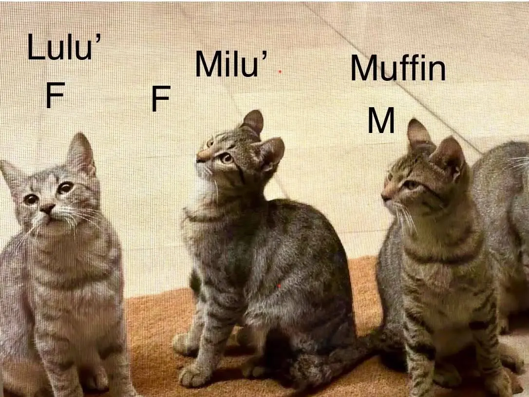 Adozione gatto, femmina, Razza sconosciuta Razza sconosciuta, 5 mesi, taglia non valida, Matera