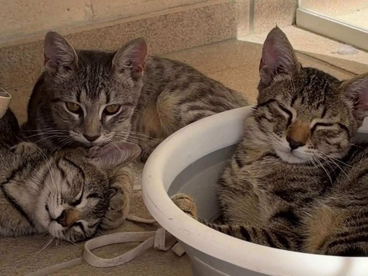 Adotta un gatto, femmina, 5 mesi, Matera