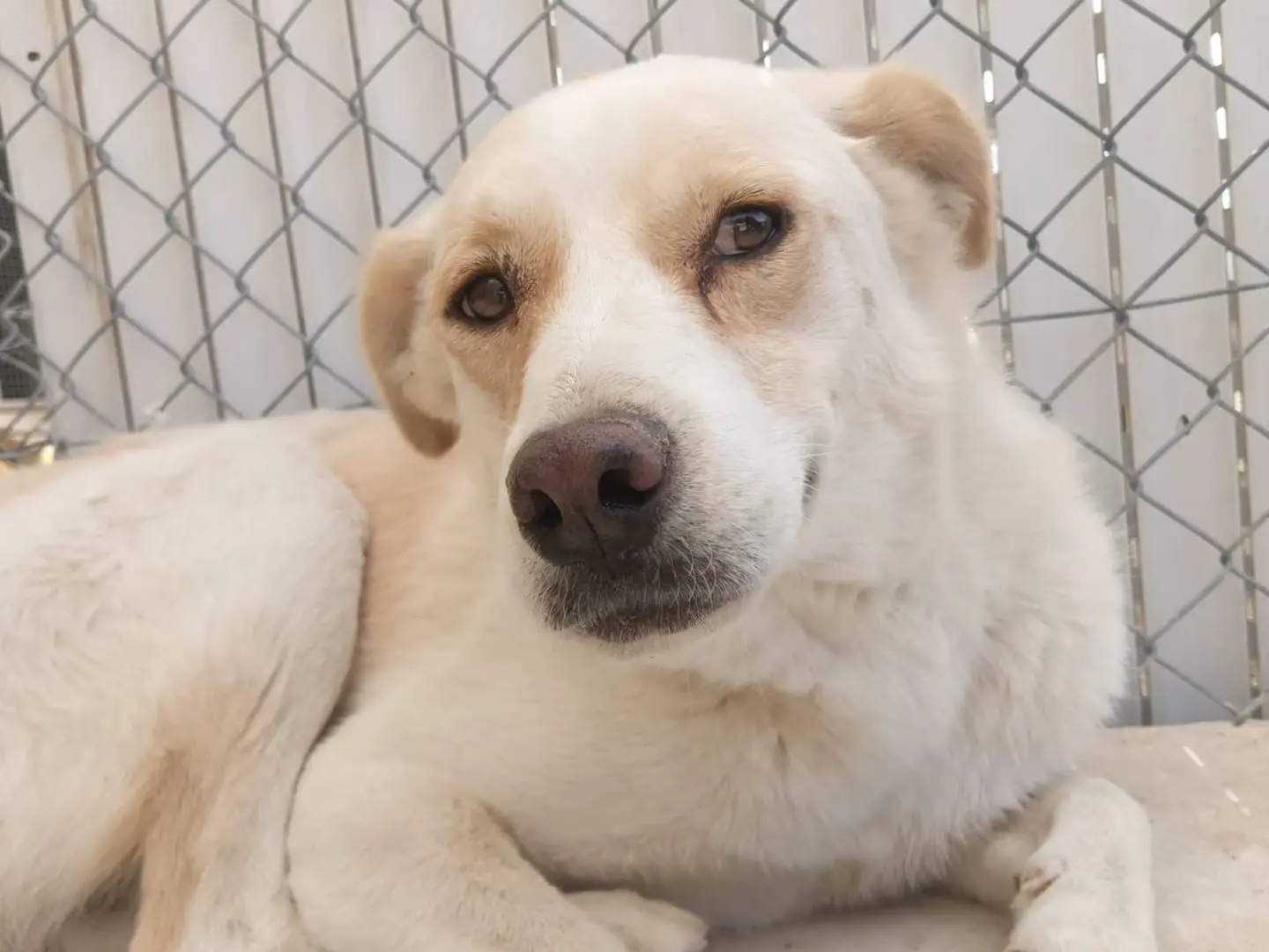 Adozione cane, maschio, Razza sconosciuta Razza sconosciuta, 5 anni, taglia media, Crotone