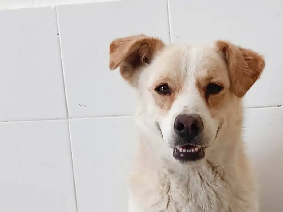 Adotta un cane, maschio, 5 anni, Crotone