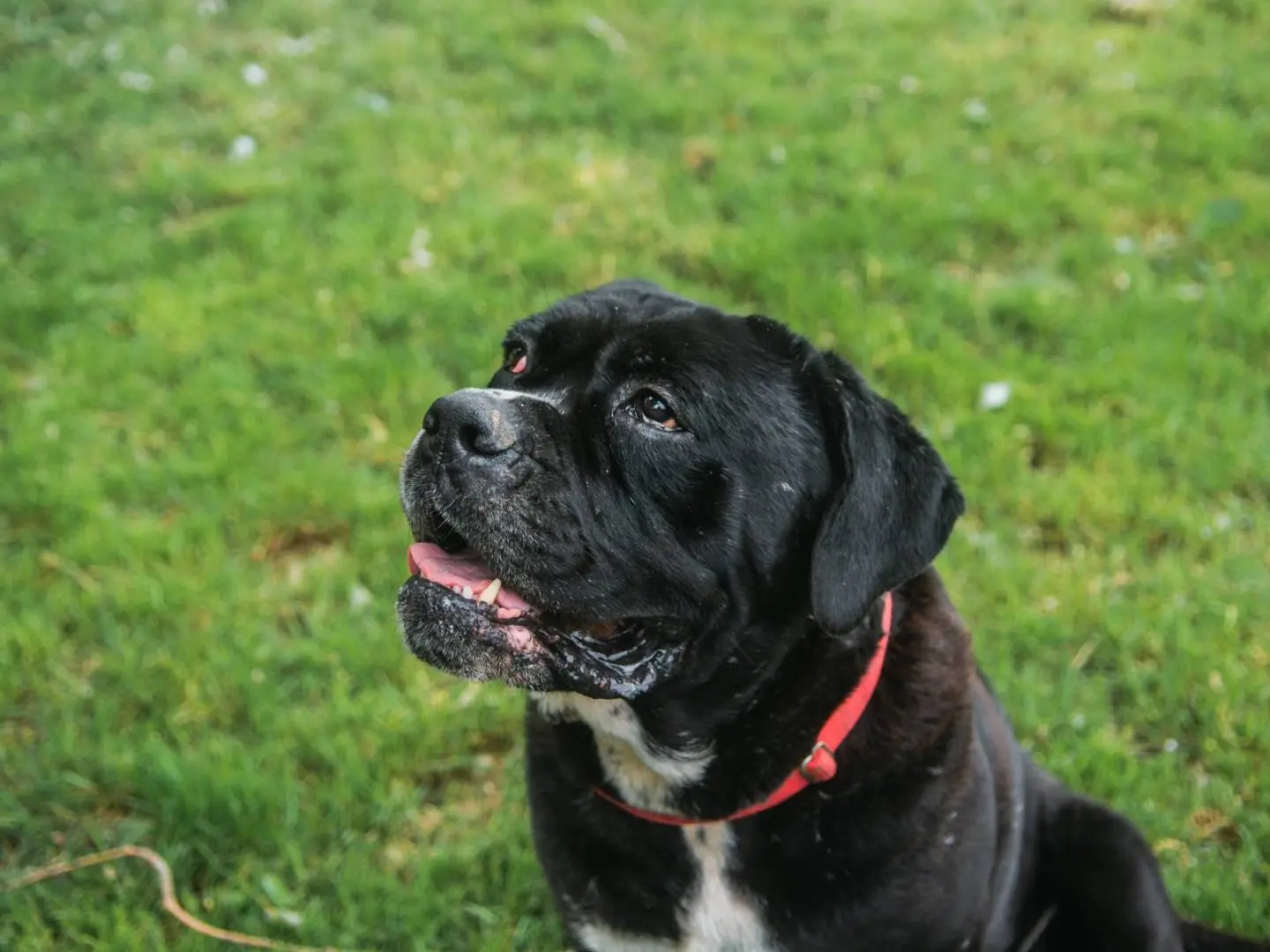 Adotta il cane Gigi a Bologna