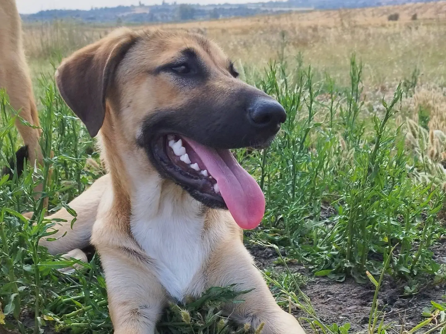 Vuoi adottare un cane a Siracusa?