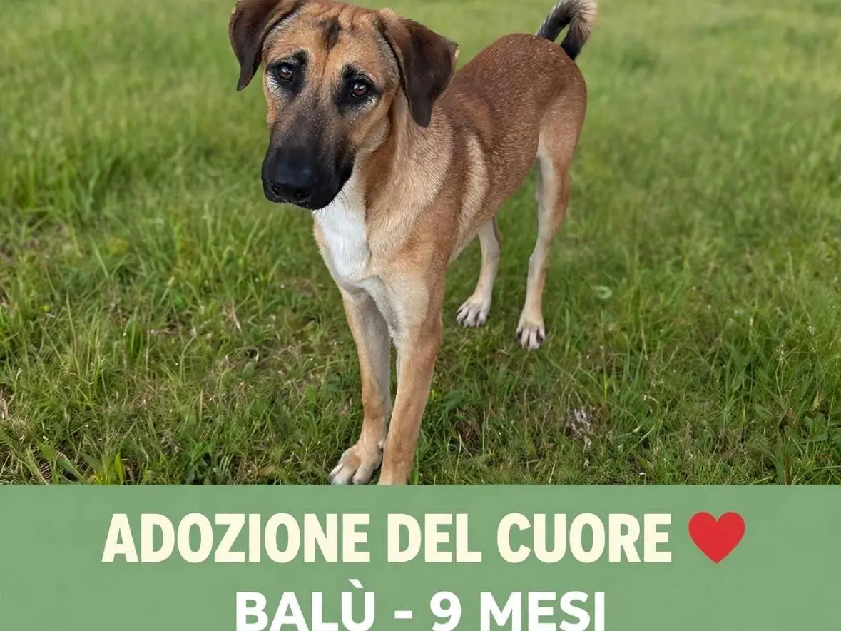 Adozione cane, maschio, Razza sconosciuta Razza sconosciuta, 10 mesi, taglia media, Siracusa