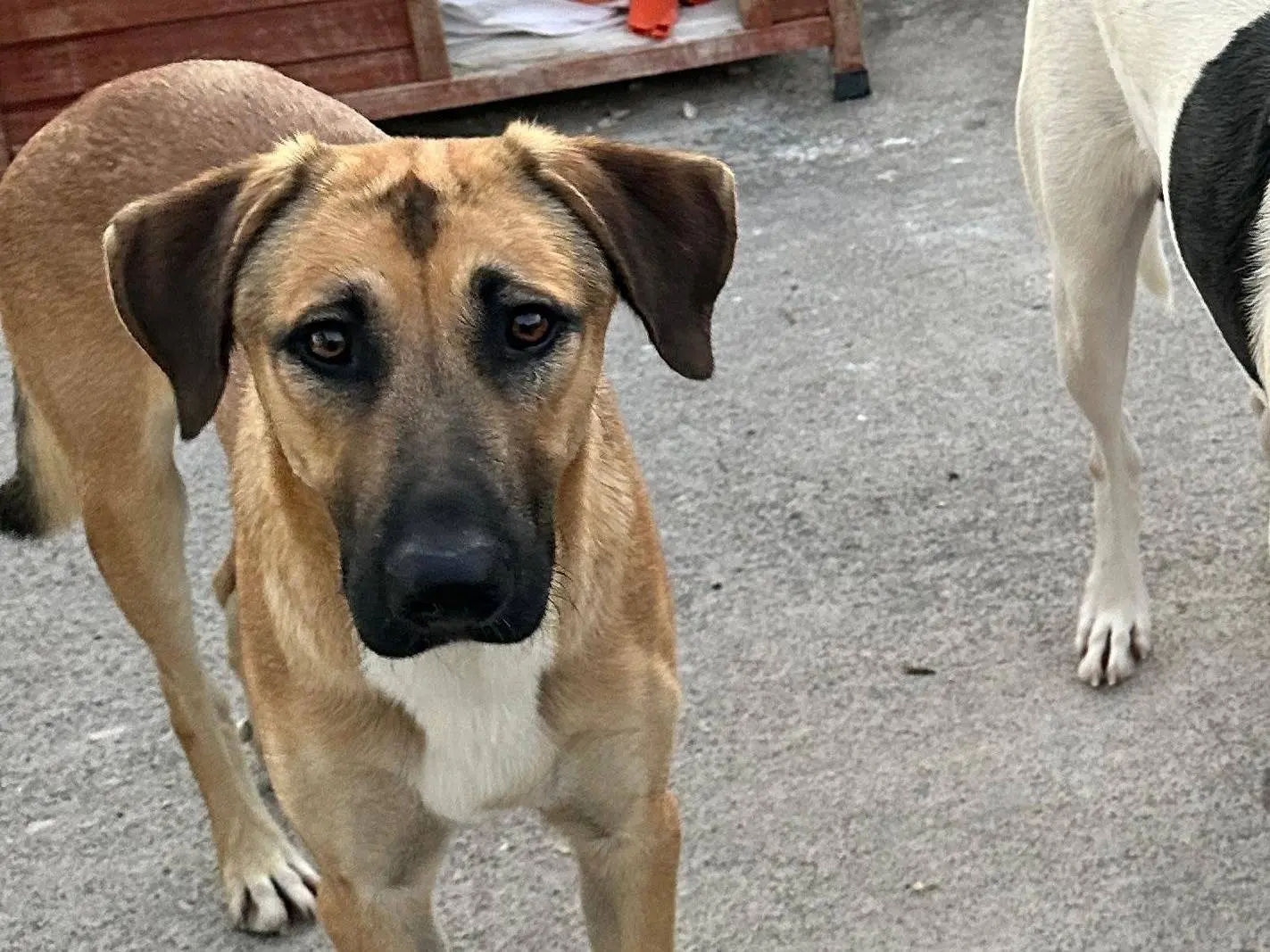 Adotta un cane, maschio, 10 mesi, Siracusa
