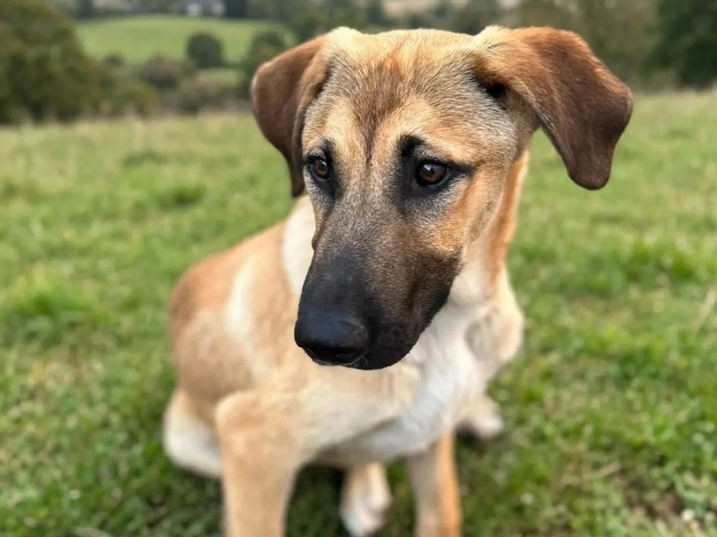 Adotta un cane, taglia media, maschio, Siracusa
