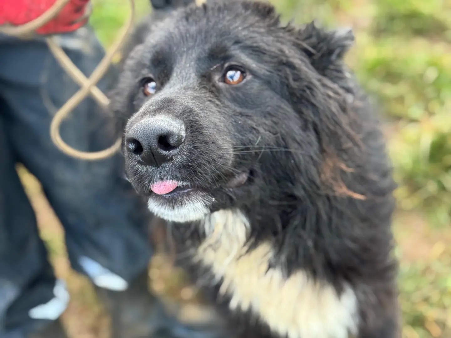 Vuoi adottare un cane a Frosinone?