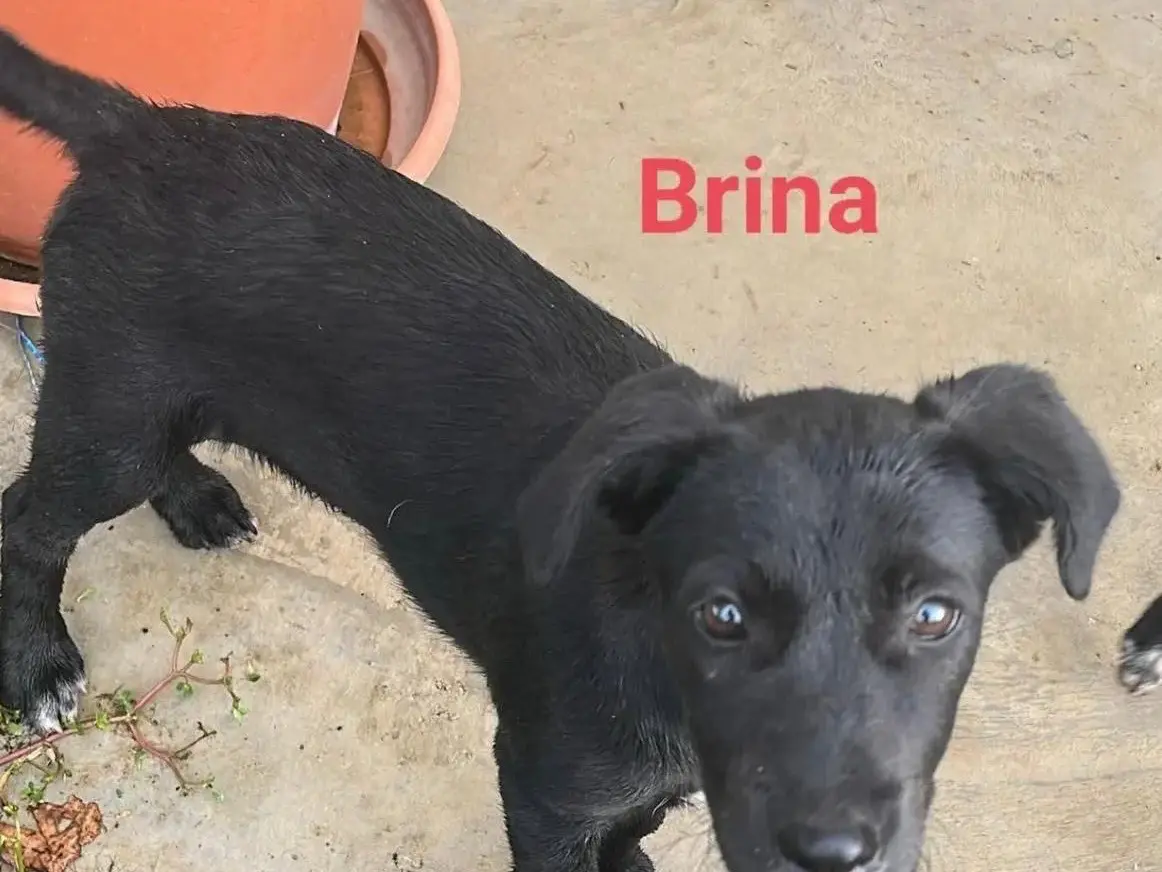 Adozione cane, femmina, Razza sconosciuta Razza sconosciuta, 1 anno e 5 mesi, taglia media, Avellino