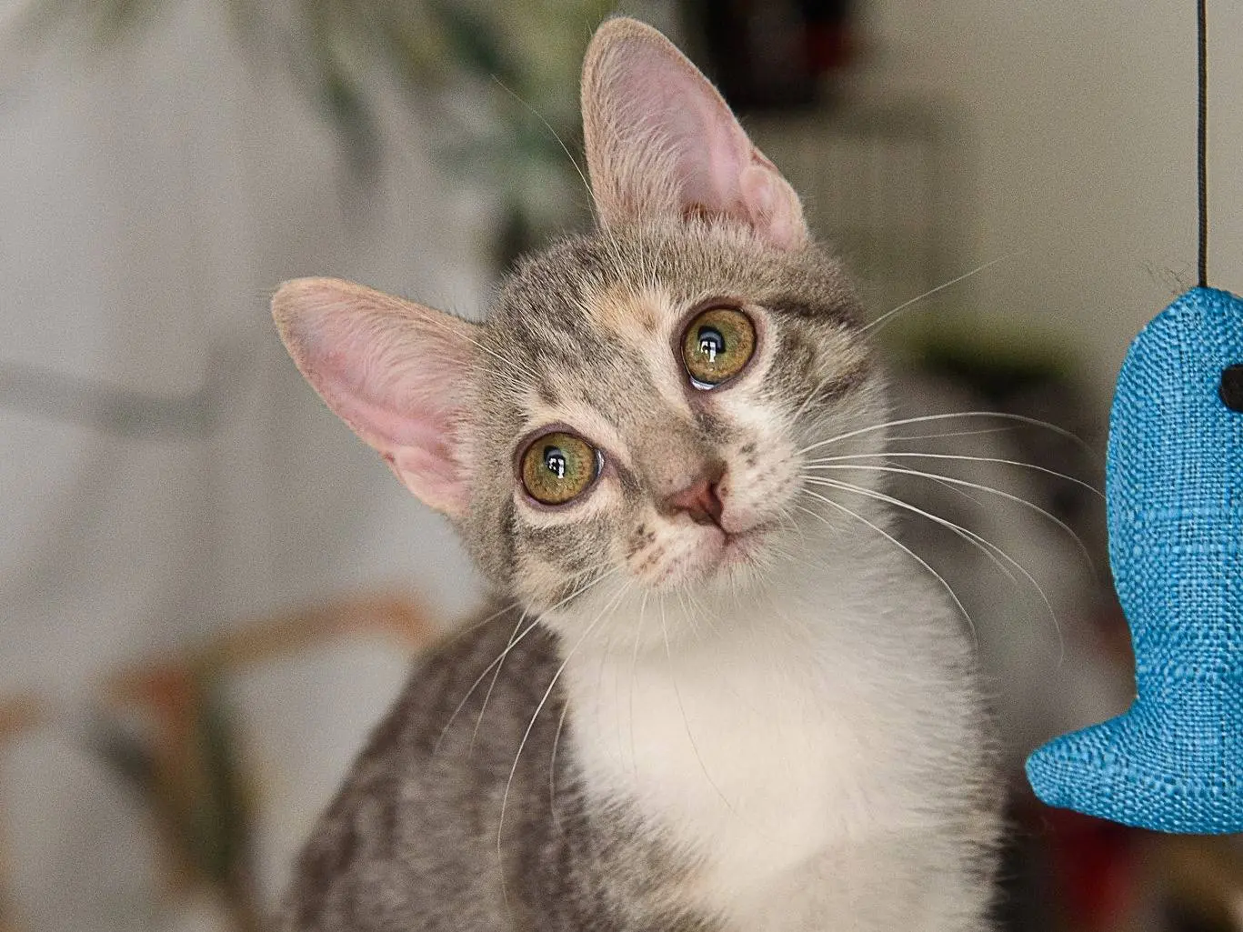 Vuoi adottare un gatto a Genova?