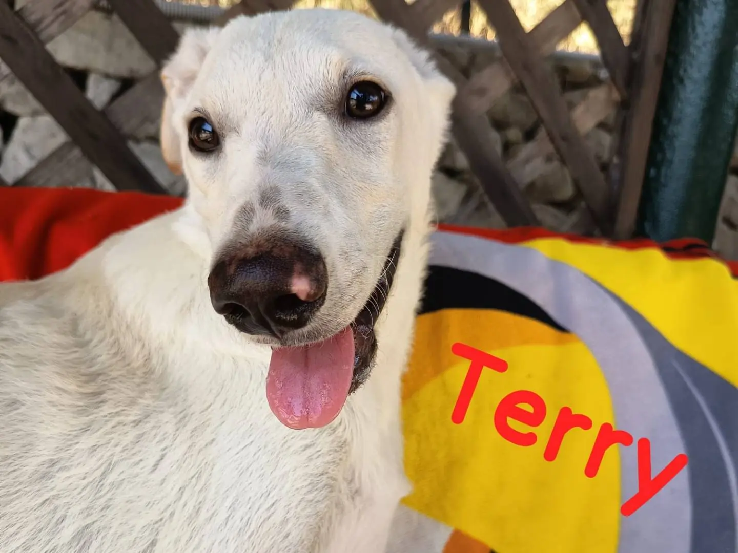 Adozione cane, maschio, Razza sconosciuta Razza sconosciuta, 7 mesi, taglia media, Siracusa