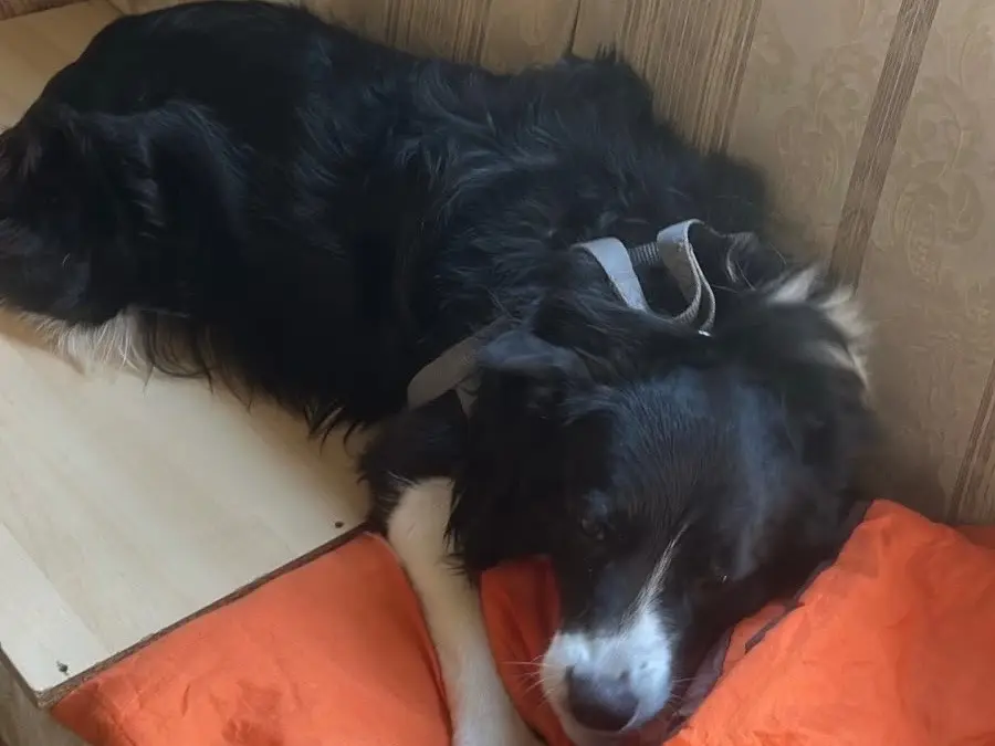 Vuoi adottare un cane a Milano?