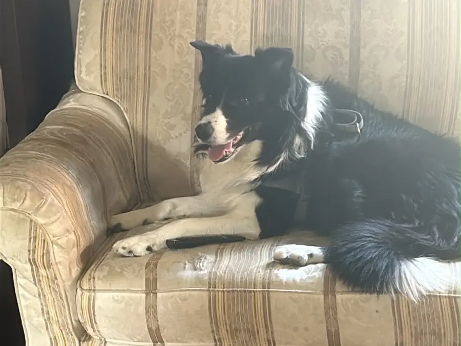 Adotta un cane, maschio, 8 anni e 11 mesi, Milano