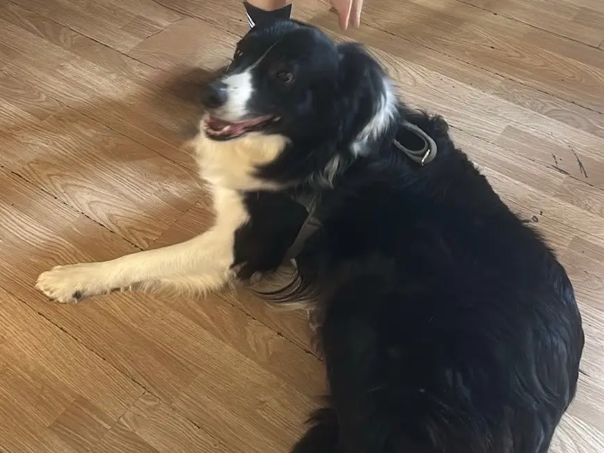 Adotta un cane, taglia gigante, maschio, Milano