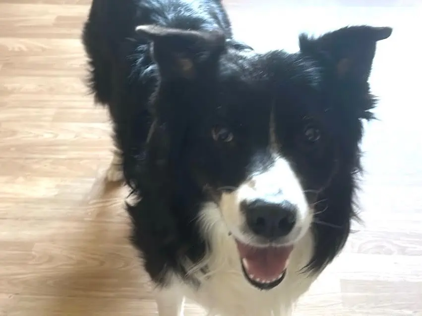 Adozione cane, maschio, Border Collie Razza sconosciuta, 8 anni e 11 mesi, taglia gigante, Milano