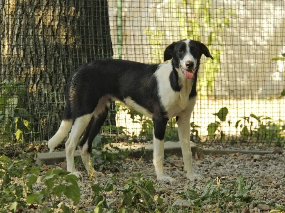 Adotta un cane, taglia media contenuta, femmina, Lodi