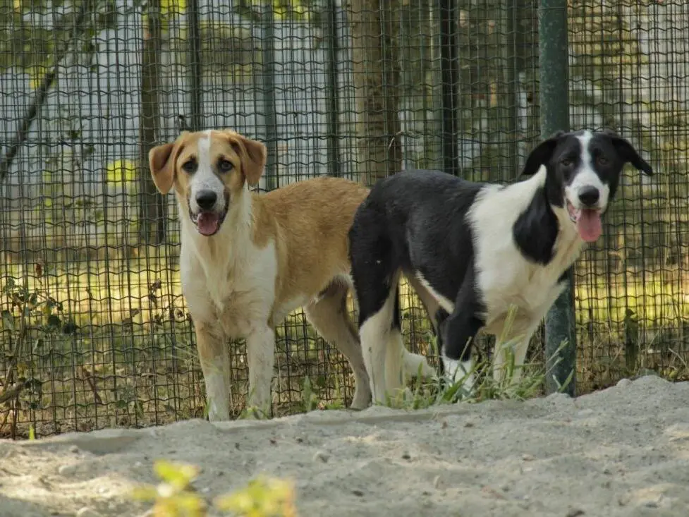 Vuoi adottare un cane a Lodi?