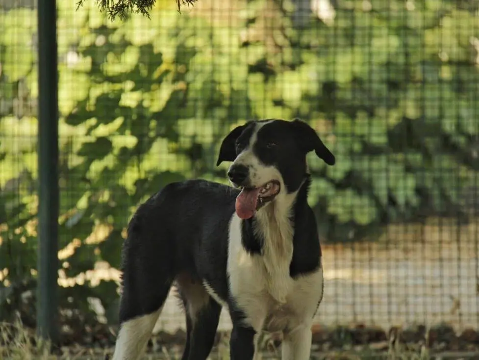 Adotta un cane, femmina, 1 anno e 9 mesi, Lodi