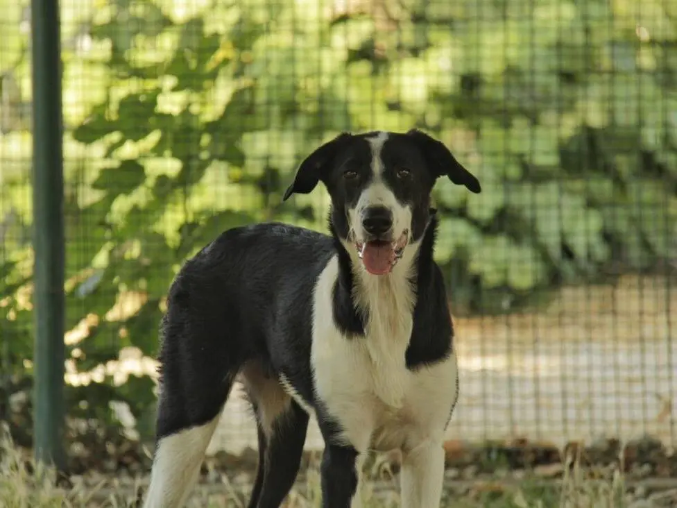 Adozione cane, femmina, Razza sconosciuta Razza sconosciuta, 1 anno e 9 mesi, taglia media contenuta, Lodi