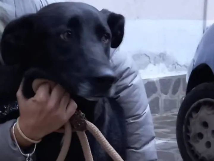 Vuoi adottare un cane a Catanzaro?