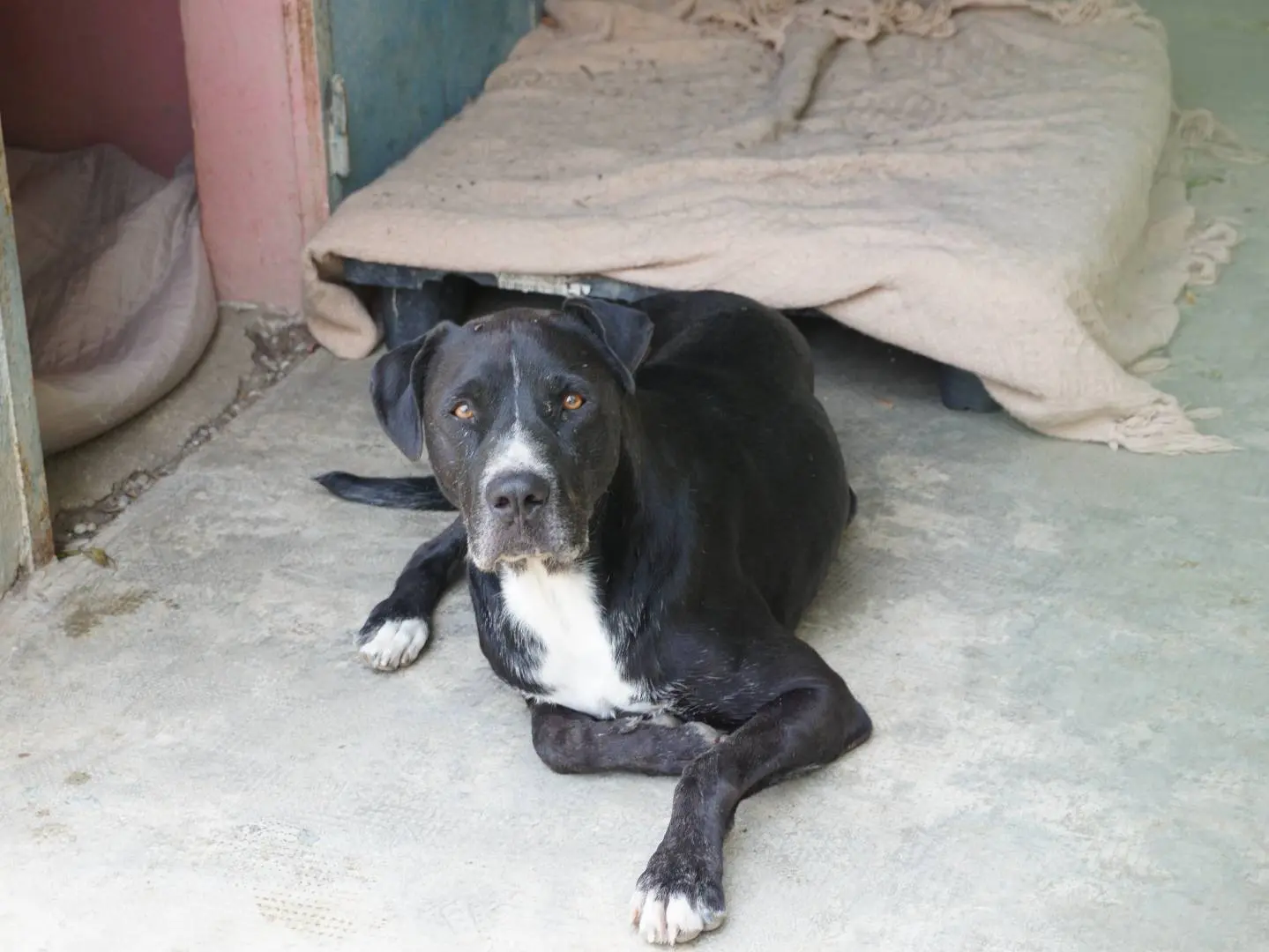 Foto 3 dell'animale